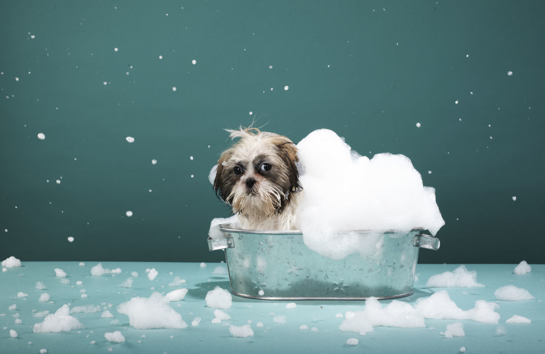 In Galesburg, no person may keep a smelly dog.